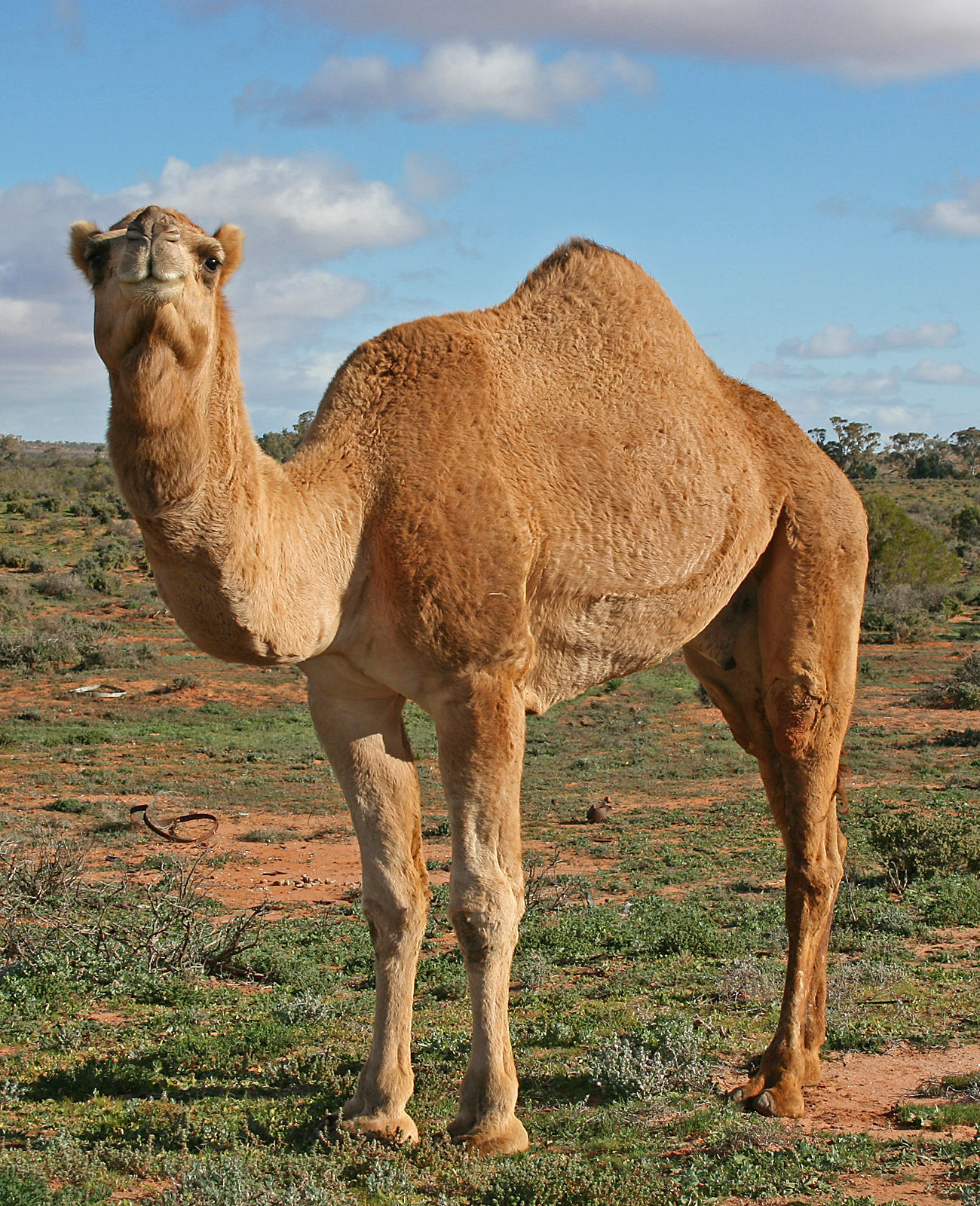 Arabian camel